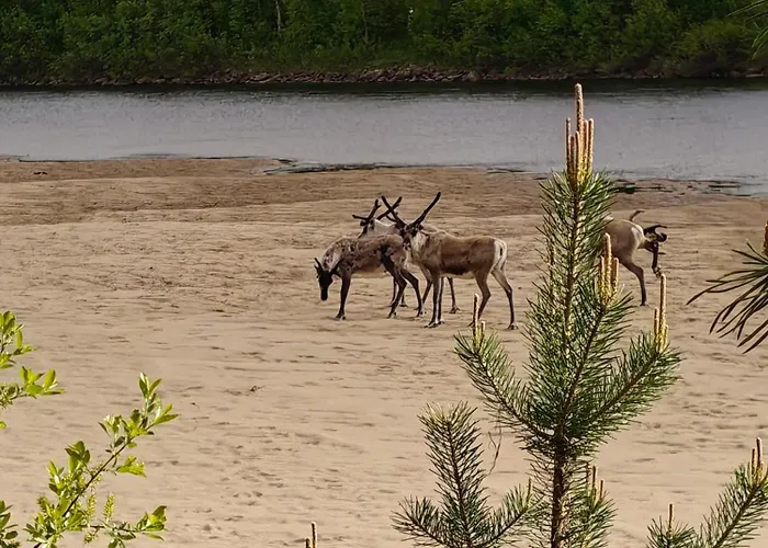 Rivergold Шале *